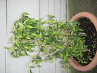 DSCN0135.webp