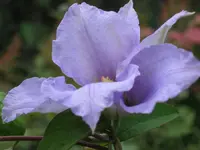 204.webp