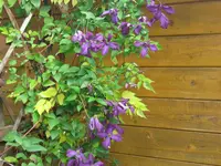 225.webp