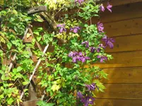 226.webp