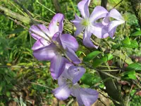 239.webp
