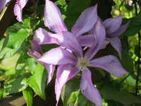 242.webp