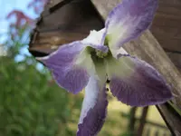 263.webp