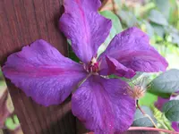 264.webp