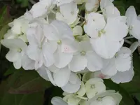 208.webp