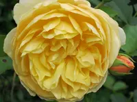 219.webp