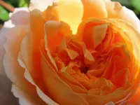 273.webp