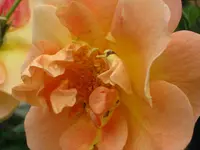 213.webp