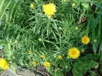 DSC02686--.webp