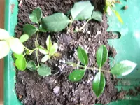 DSCF4085.webp