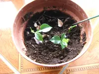 DSCF4083.webp
