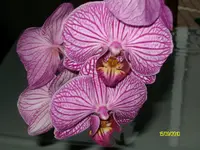 ALIM3167.webp
