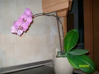 ALIM3171.webp