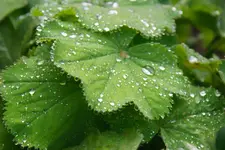 DSC09777(1).webp