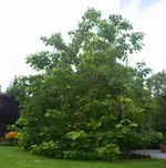 DSC09825(1).webp