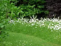 bunte Wiese.webp