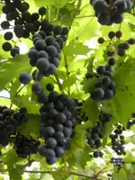 Weintrauben_004.webp