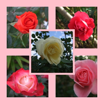 rosen.webp