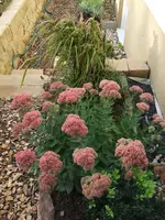 fetthenne+morgensternsegge.webp