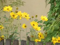 CIMG1410.webp