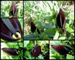 black Lily v.jpg