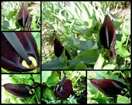 black Lily v.webp