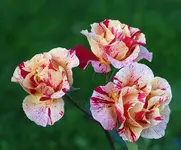 DSC_6763.webp