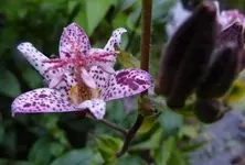 P1060142.webp