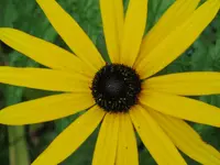259.webp