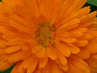260.webp