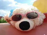 Teddy.webp