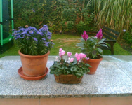 meine Herbstbepflanzung.webp