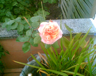 meine Gishelane.webp