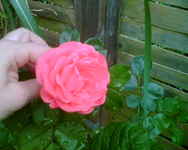 meine pinke Schönheit.webp