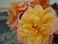 Aloha.webp