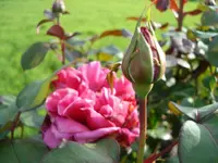 rose.webp
