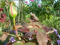 Rose 3.webp