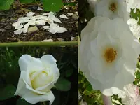 Rosenpr.webp