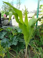 Corn.webp