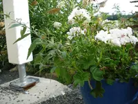 sommerflieder im Topf.webp