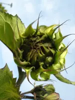 sunflower.webp