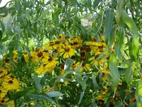 Sonnenbraut 1.webp