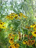 Sonnenbraut 2.webp