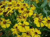 Sonnenbraut f. Christina.webp