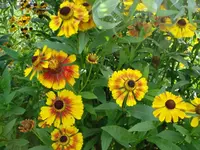Sonnenbraut f. Christina 2.webp