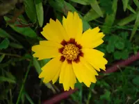 Mädchenauge f. Christina.webp