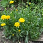 coreopsis-grandiflora[1].jpg