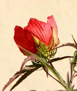 IMG_7264.webp