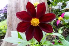 Dahlie 10-38.webp