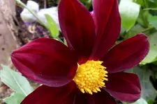 SDC13939.webp